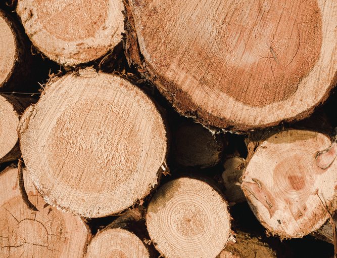 Tartak – Źródło Wyjątkowego Materiału Drzewnego: Kreuj Z Radością i Wytrzymałością.